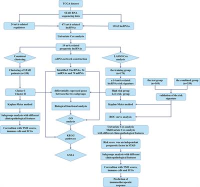 Identification of N6-Methylandenosine-Related lncRNAs for Subtype Identification and Risk Stratification in Gastric Adenocarcinoma